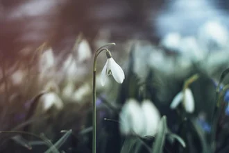 Snowdrops in a meadow, soft colors and a spring-like atmosphere.