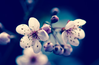 Gabriele Spörl, Prunus cerasifera I
