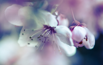 Gabriele Spörl, Flower detail