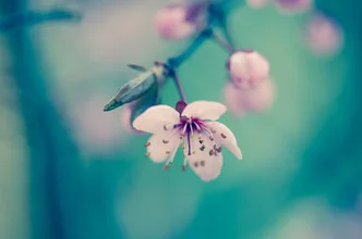 Photo art by Gabriele Spörl: delicate plum blossom petals against a light background