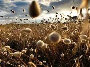 Photo art by Tanja Leupers: field with fluffy flowers in a warm sunset