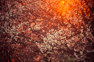 Juvenal Manfrin, blooming tree and sun flare - Italien, Europa)