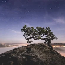 Photo art by Ronny Behnert: old pine tree beneath a clear starry sky