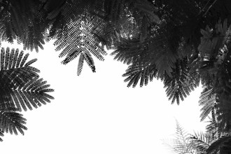 Tal Paz-fridman, The Tree Top