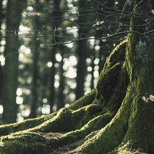 Photo art by Nadja Jacke: gentle light play in Teutoburg Forest