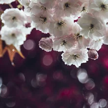 Photo art by Nadja Jacke: gentle cherry blossoms in spring under a blue sky