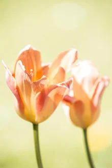 Photo art by Robert Vogt: spring blossoms in soft colors and harmonious composition