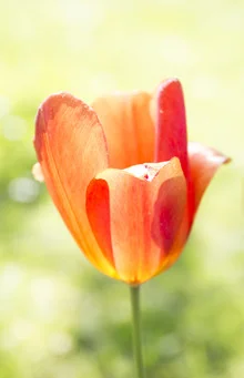 Photo art by Robert Vogt: close-up of a radiant tulip in spring