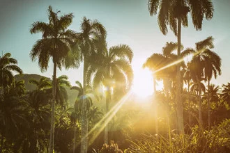 Photo by Saskia Gaulke: Palm trees basking in the warm sun in Cuba.