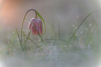 Günther Reissner, Schachblume - Österreich, Europa)