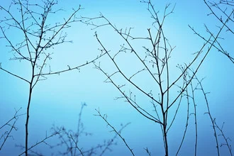 Photo art by Tal Paz-fridman: gentle twilight in nature with a turquoise sky