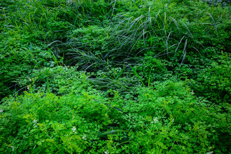Tal Paz-fridman, Neglected/Natural Garden in the City