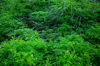Photo art by Tal Paz-fridman: neglected garden in the city, serene atmosphere