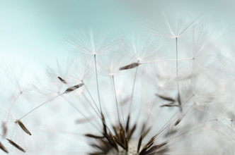 Gabriele Spörl, Pusteblume