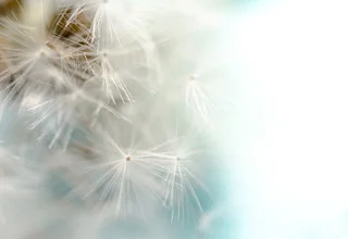 Nahaufnahme einer Pusteblume mit zarten, flauschigen Samen auf hellem Hintergrund