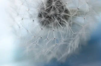 Photo art by Gabriele Spörl: delicate dandelion in soft light