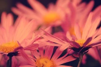 Photo art by Rolf Bökemeier: delicate blossoms in soft pink shades