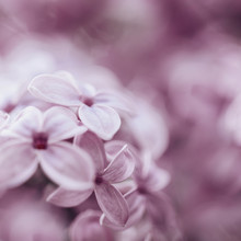 Nadja Jacke, Pink Lilac dream