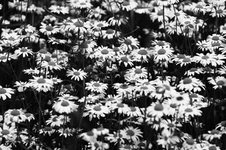 Photo of a daisy in a summer meadow, soft black-and-white tones