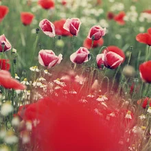 Photo art featuring vibrant poppy and chamomile flowers on a green meadow.