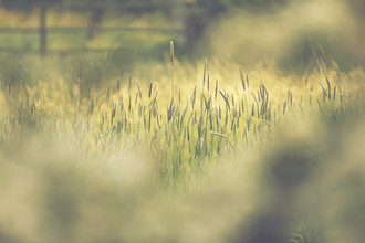Nadja Jacke, Gras in der Sommersonne