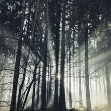 Photo art by Nadja Jacke: sunlight rays through trees in Teutoburger Wald
