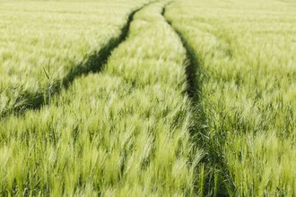 Photo art by Robert Vogt: serene cornfield with gentle trails