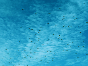 Kay Block, blue bird