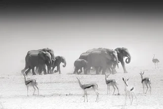 Wall art by Tillmann Konrad: elephant herd in the African savanna