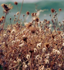 Wall art featuring withered blossoms on a brown grassland, gentle colors and serene mood.