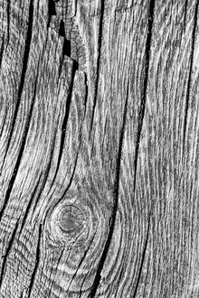 Close-up of a tree trunk showcasing detailed wood texture and knots