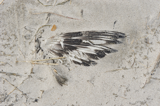 Petra Seiderer, Nordsee - Impressionen