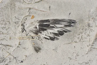 Photo art by Petra Seiderer: bird's-eye view of the sandy North Sea beach