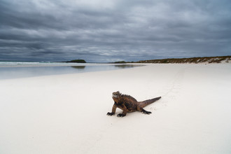 Oliver Ostermeyer, Tortuga Beach