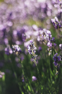 Nadja Jacke, Fragrant lavender in the summer sun