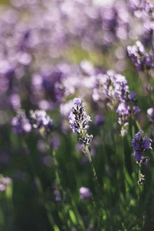 Macro photo of fragrant lavender in the summer sun