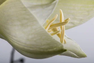 Photo art by Markus Fels: close-up of a blooming plant in soft colors