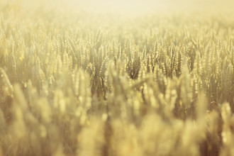 Nadja Jacke, Cornfield in the summer sun