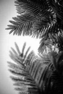 Tal Paz-fridman, Natural Geometries