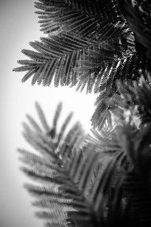 Photo art by Tal Paz-fridman: soft green tones and geometric fern leaves
