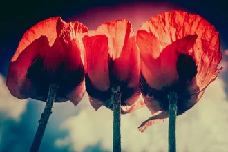 Photo art by Felizitas Maaz: close-up of red tulip blossoms in soft light