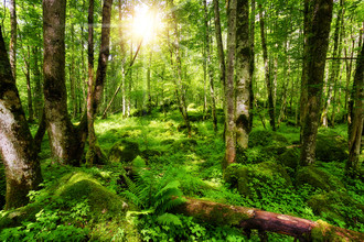 Thomas Herzog, Deutscher Urwald - Deutschland, Europa)