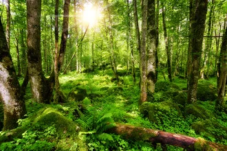 Fotokunst von Thomas Herzog: ruhiger Wald mit leuchtendem Grün und sanften Lichtstrahlen