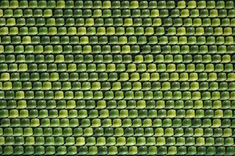 Photo art by Jochen Fischer: green stadium seats arranged in parallel rows.