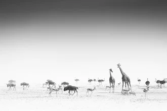Photo art by Tillmann Konrad: serene savannah with antelopes in Namibia