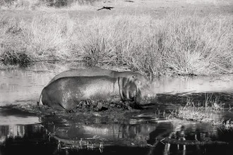 Photo art by Tillmann Konrad: Hippo in the water, relaxed atmosphere in Namibia