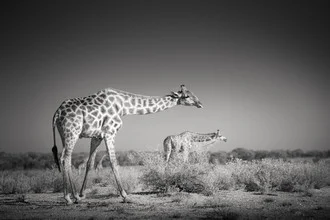 Giraffen verstecken sich in der Savanne Namibias, beobachtet in sanftem Licht.