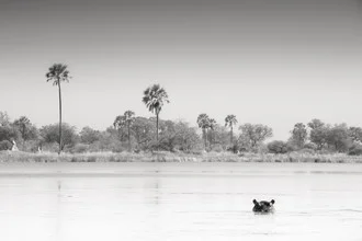 Photo art by Tillmann Konrad: hippo by the river under palm trees in Botswana