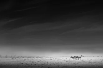 Wandbild von Tillmann Konrad: verträumte Zebras in der Namibischen Landschaft