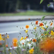 Photo art by Nadja Jacke: colorful summer flowers by the roadside in warm light